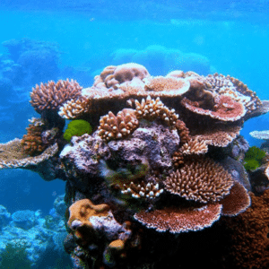 Corals.and.reef