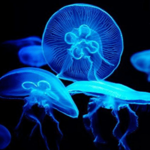 Jellyfish.corals.anemones